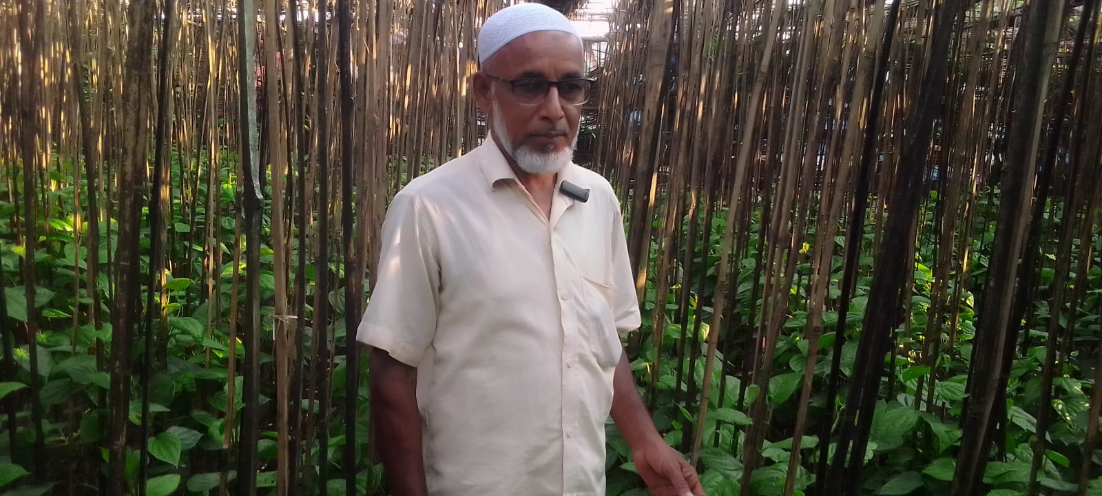 পান চাষে ভাগ্য বদলের স্বপ্ন দেখছেন পান চাষি কৃষক আহম্মদ আলী