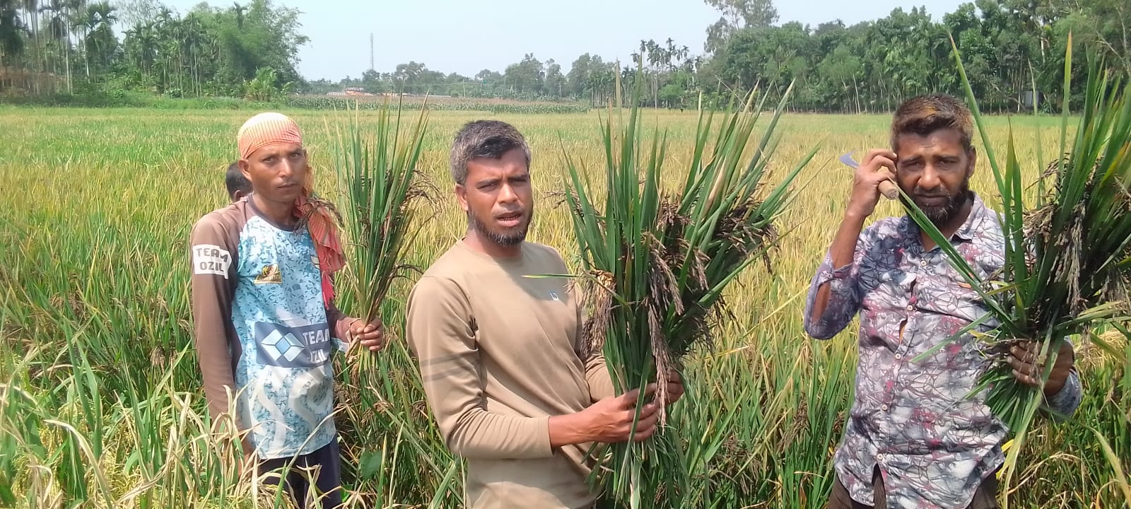 তেঁতুলিয়ায় ‘ব্ল্যাক রাইস’ চাষে চমকে দেয়া সাফল্য