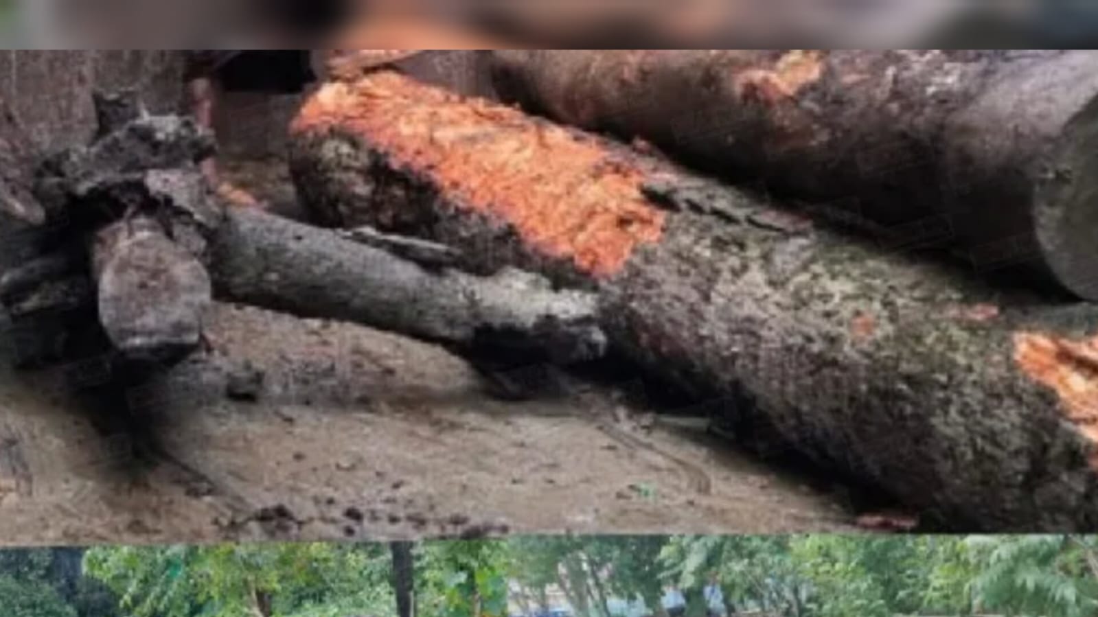 শাল্লায় প্রধান শিক্ষকের বিরুদ্ধে গাছ কাঁটার অভিযোগ, উন্নয়ন প্রকল্পের স্বার্থে দাবি অভিযুক্ত শিক্ষকের