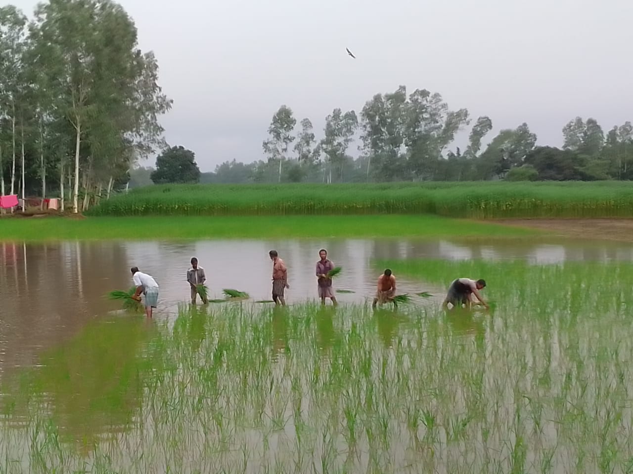 তেঁতুলিয়ায় আমনধান চারা রোপণে ব্যস্ত সময় পারছেন প্রান্তিক কৃষকরা