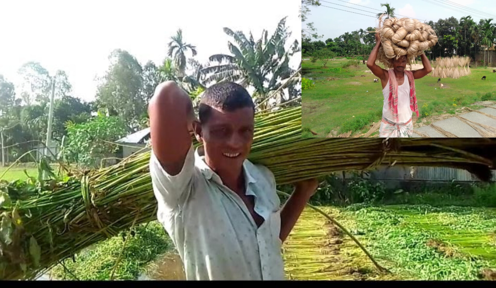 তেঁতুলিয়ায় পাটের বাম্পার ফলনে কৃষকের মুখে হাসি ফুটেছে