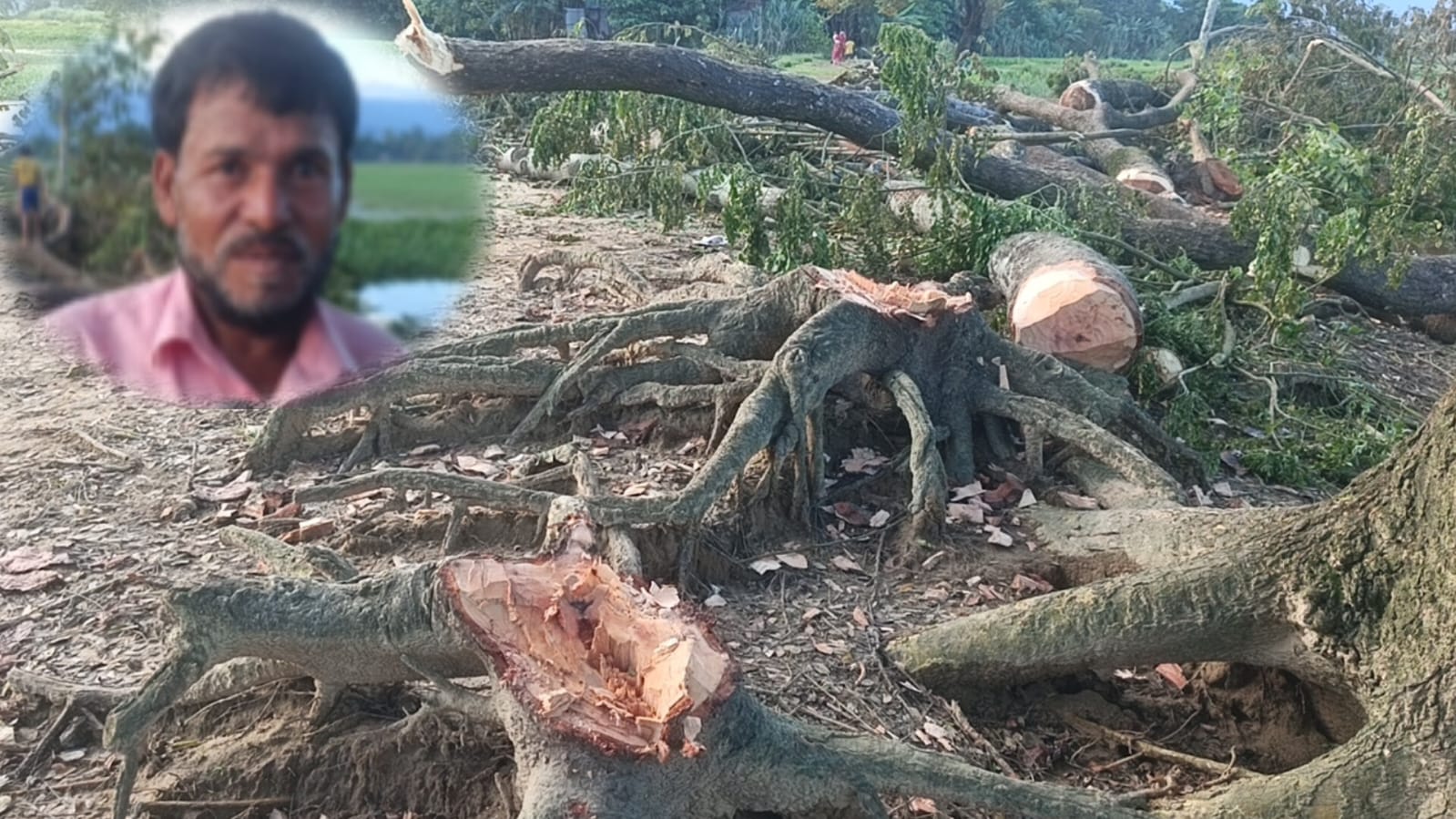 সুনামগঞ্জে গ্রামীণ সড়কের গাছ কর্তনের অভিযোগ